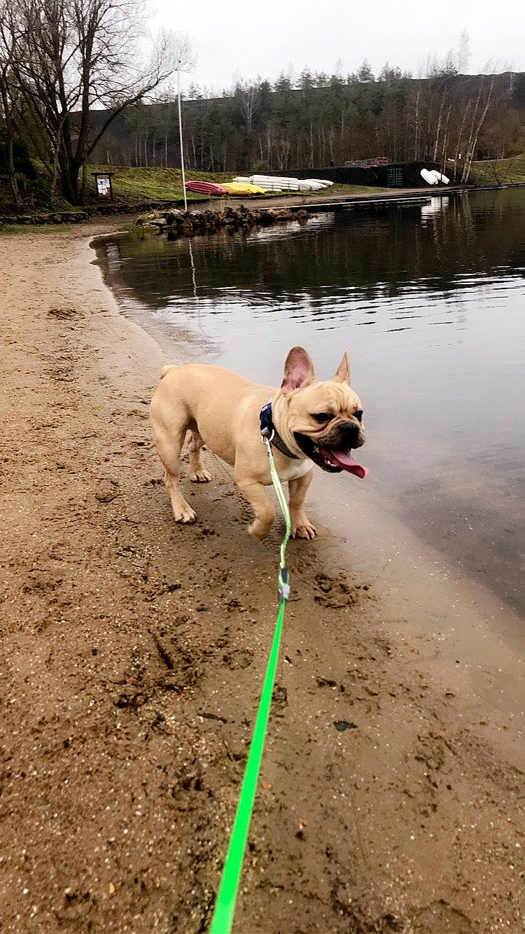 Cooki participe au concours pour gagner de l'argent avec cette photo : bulldog, canidae, carnivore, companion_dog, dog, dog_breed, dog_collar, dog_walking, fashion_accessory, fawn, french_bulldog, leash, mammal, non_sporting_group, tail