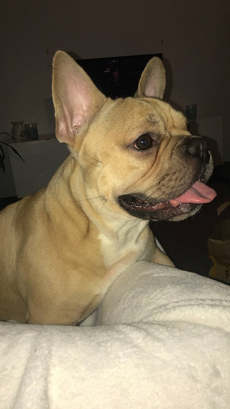 Cooki participe au concours pour gagner de l'argent avec cette photo : american_bulldog, ancient_dog_breeds, bulldog, canidae, carnivore, companion_dog, dog, dog_breed, ear, fawn, french_bulldog, mammal, molosser, non_sporting_group, rare_breed_dog, skin, snout, sporting_group, toy_bulldog, vertebrate