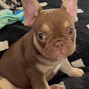 Billy Ray is registered to the contest to win money with this photo: puppy, dog, french_bulldog, brown, cute, pet, animal, sitting, ears, blanket, indoor, curious, young, fur, mammal, black, white, cozy, home, pattern