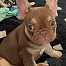 puppy, dog, french_bulldog, brown, cute, pet, animal, sitting, ears, blanket, indoor, curious, young, fur, mammal, black, white, cozy, home, pattern