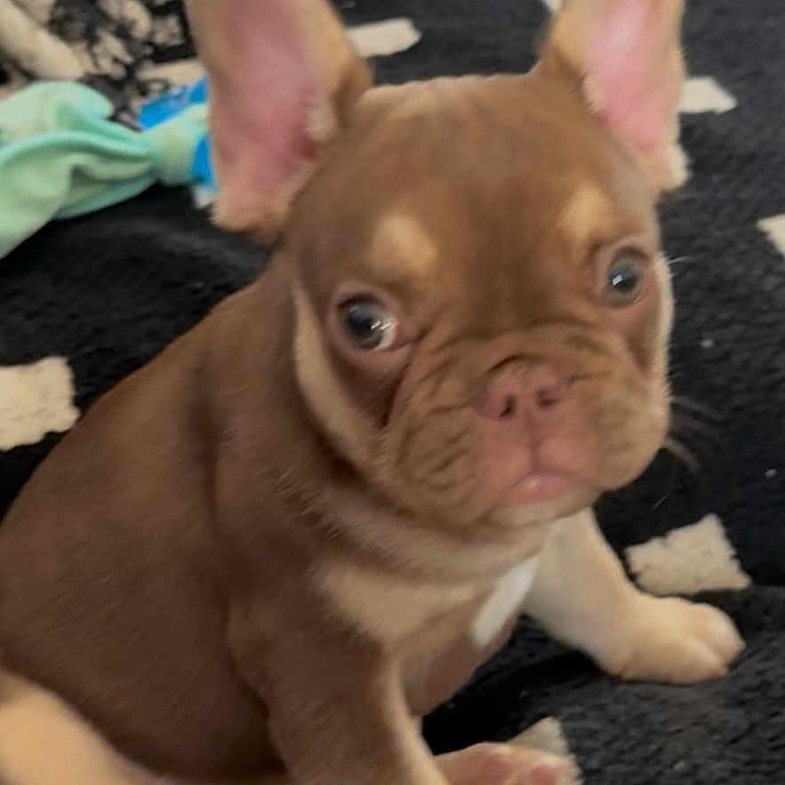 Billy Ray is registered to the contest to win money with this photo: puppy, dog, french_bulldog, brown, cute, pet, animal, sitting, ears, blanket, indoor, curious, young, fur, mammal, black, white, cozy, home, pattern