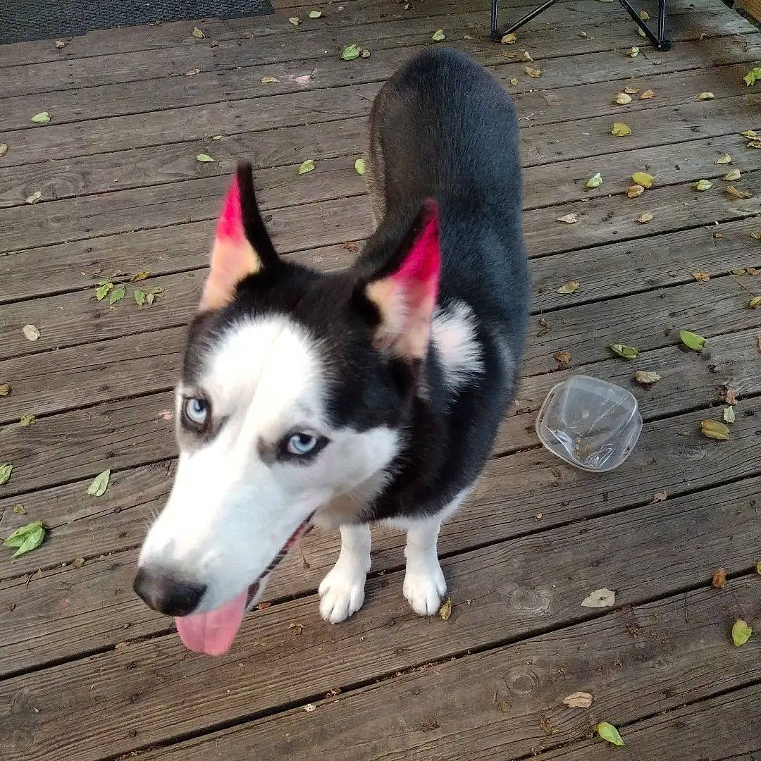 Ahsoka joined the competition — help win amazing prizes! ancient_dog_breeds, canidae, canis, carnivore, companion_dog, dog, dog_breed, flooring, fur, herding_dog, non_sporting_group, plank, siberian_husky, sled_dog, sporting_group, tail, wood, working_animal, working_dog