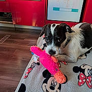 Lucky participe au concours pour gagner de l'argent avec cette photo : dog, toy, blanket, mickey_mouse, plush_toy, kitchen, floor, cabinet, dishwasher, pet, indoor, black_and_white, curious, animal, playing, wood_floor, fabric, colorful, domestic, resting
