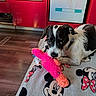 animal, black_and_white, blanket, cabinet, colorful, curious, dishwasher, dog, domestic, fabric, floor, indoor, kitchen, mickey_mouse, pet, playing, plush_toy, resting, toy, wood_floor