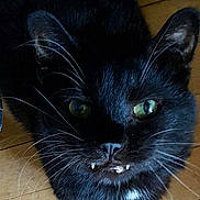 Booboo is registered to the contest to win money with this photo: animal, black_cat, cat, close_up, cute, domestic_animal, expression, face, fangs, feline, fur, green_eyes, indoor, looking_up, mammal, pet, pet_portrait, portrait, whiskers, wooden_floor