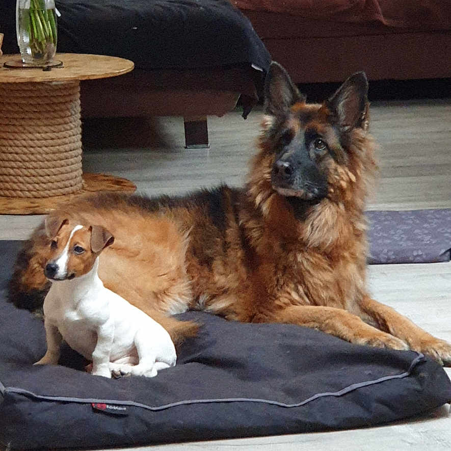 Snoop Et Bella participe au concours pour gagner de l'argent avec cette photo : animal, carpet, companion, couch, cute, dog, dog_bed, domestic, flower_vase, fur, furniture, german_shepherd, indoor, living_room, pet, puppy, relaxed, side_table, sitting, wooden_floor