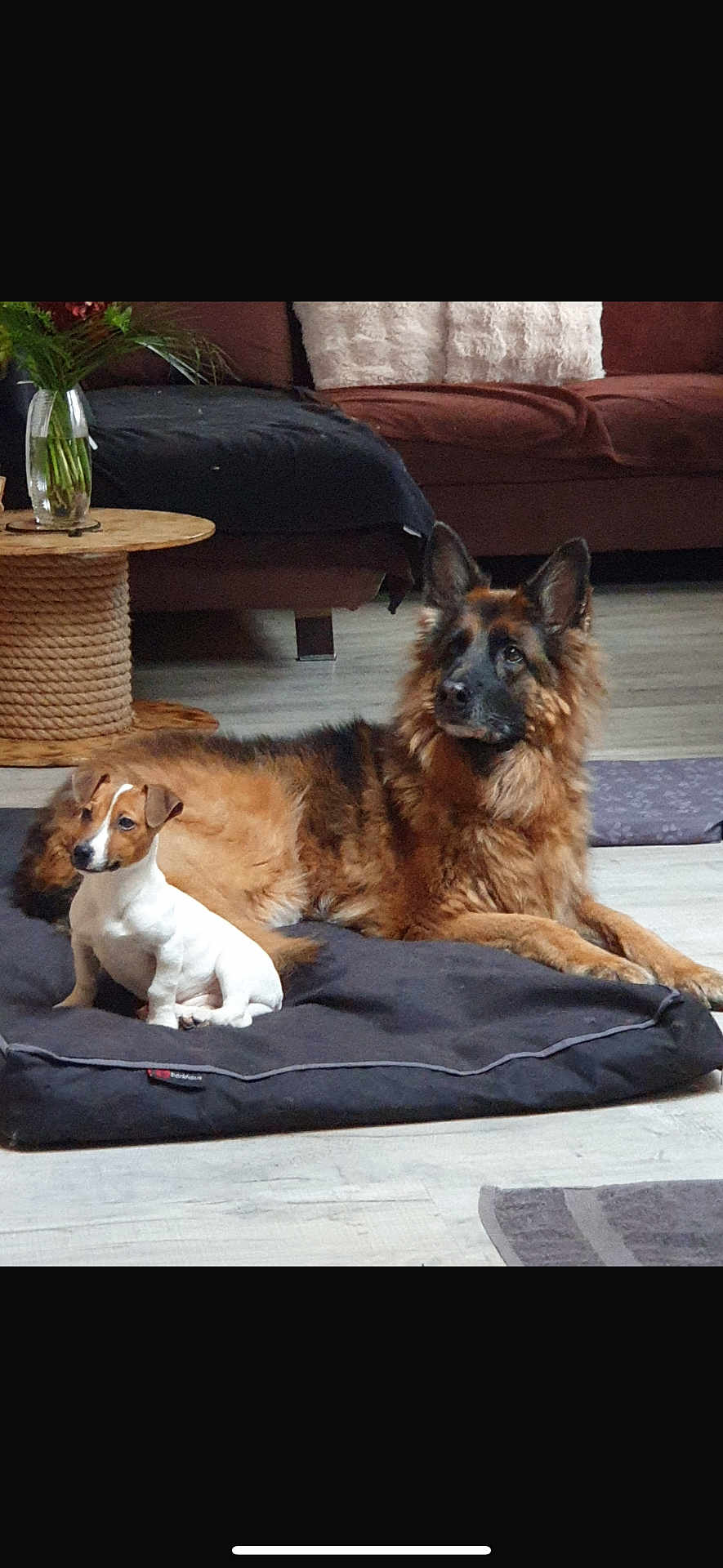Snoop Et Bella