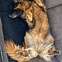 Snoop Et Bella a rejoint le concours — aidez-le/la à gagner de superbes lots ! dog, couch, pillow, relaxed, fluffy, pet, indoor, laying_down, fur, canine, brown, black, tail, paw, home, furniture, nap, comfort, resting, cozy