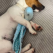 Snoop Et Bella participe au concours pour gagner de l'argent avec cette photo : animal, brown_fur, companion, couch, cozy, cute, dog, fabric, home, indoor, octopus_toy, paw, pet, plush_toy, relaxed, resting, sleeping, texture, tongue_out, white_fur