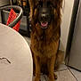 german_shepherd, dog, pet, animal, kitchen, floor, tile, chair, table, spice_jars, toaster_oven, appliance, domestic, indoor, happy, sitting, brown_fur, ears, tongue, looking_up