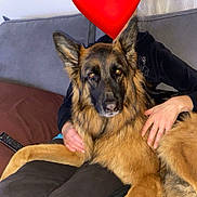 Snoop Et Bella participe au concours pour gagner de l'argent avec cette photo : dog, german_shepherd, pet, indoor, couch, person, hand, fur, animal, resting, cozy, home, blanket, paws, remote_control, curtain, window, seated, casual, companion