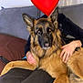 dog, german_shepherd, pet, indoor, couch, person, hand, fur, animal, resting, cozy, home, blanket, paws, remote_control, curtain, window, seated, casual, companion