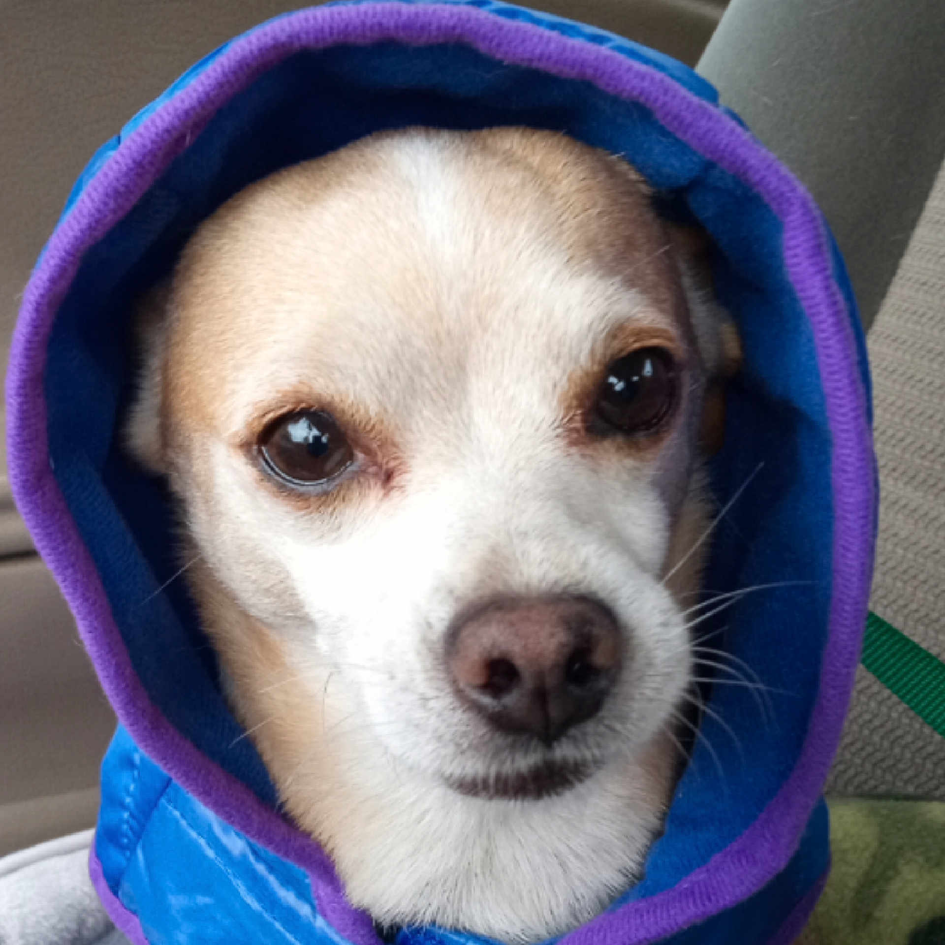 Pete