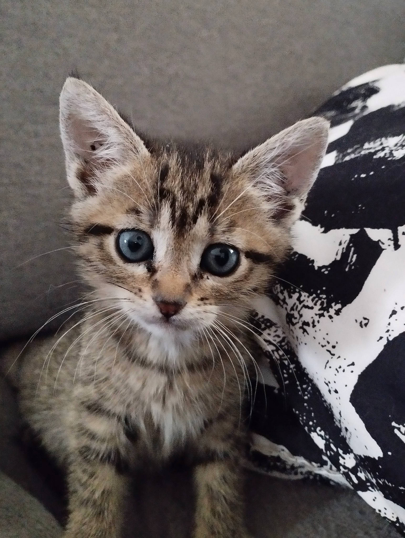 Bella participe au concours pour gagner de l'argent avec cette photo : carnivore, cat, claw, domestic_short_haired_cat, felidae, fur, paw, small_to_medium_sized_cats, snout, terrestrial_animal, whiskers, wildlife