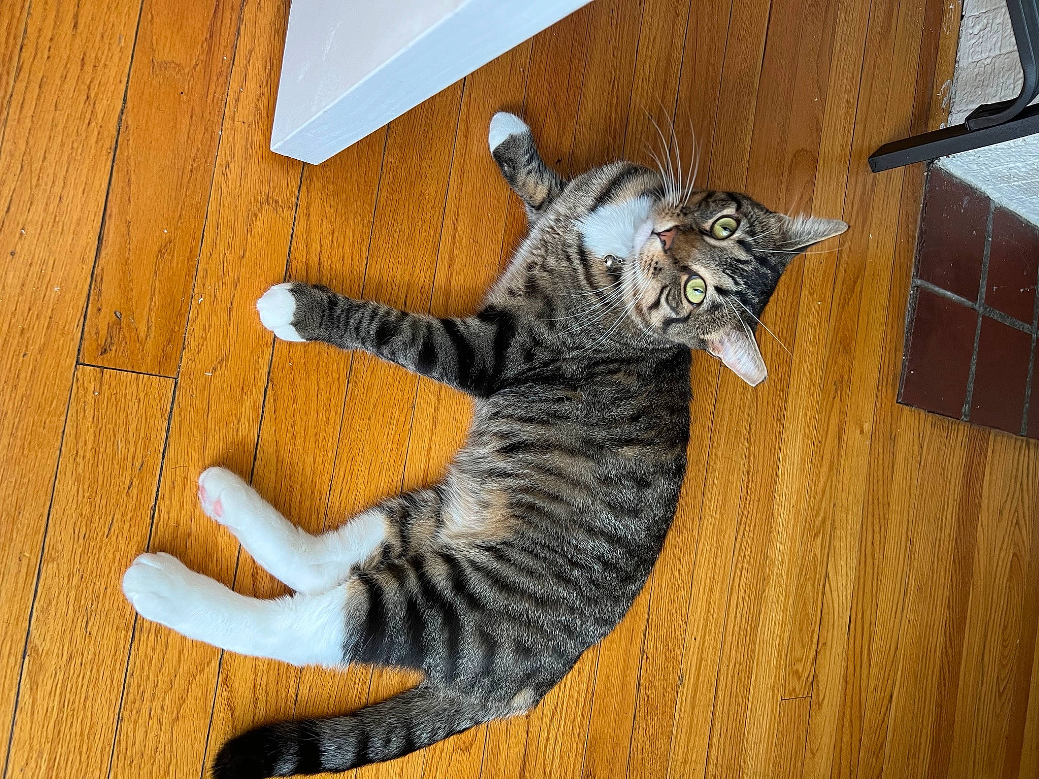 Dixon is registered to the contest to win money with this photo: carnivore, cat, domestic_short_haired_cat, door, felidae, floor, flooring, fur, hardwood, laminate_flooring, paw, small_to_medium_sized_cats, snout, tail, terrestrial_animal, varnish, whiskers, wood, wood_flooring, wood_stain