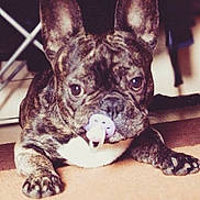 Doby a rejoint le concours — aidez-le/la à gagner de superbes lots !