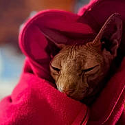 Police participe au concours pour gagner de l'argent avec cette photo : animal, cat, closeup, cozy, cute, ears, face, feline, furless, hairless_cat, indoor, pet, portrait, red_hoodie, relaxed, sleeping, soft, sphynx_cat, warm, wrapped