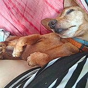 Marsanne a rejoint le concours — aidez-le/la à gagner de superbes lots ! blanket, brown_dog, canine, close_up, collar, couch, cozy, denim, dog, domestic_animal, fur, human, indoor, paw, pet, relaxed, resting, sleeping, small_dog, striped_clothing