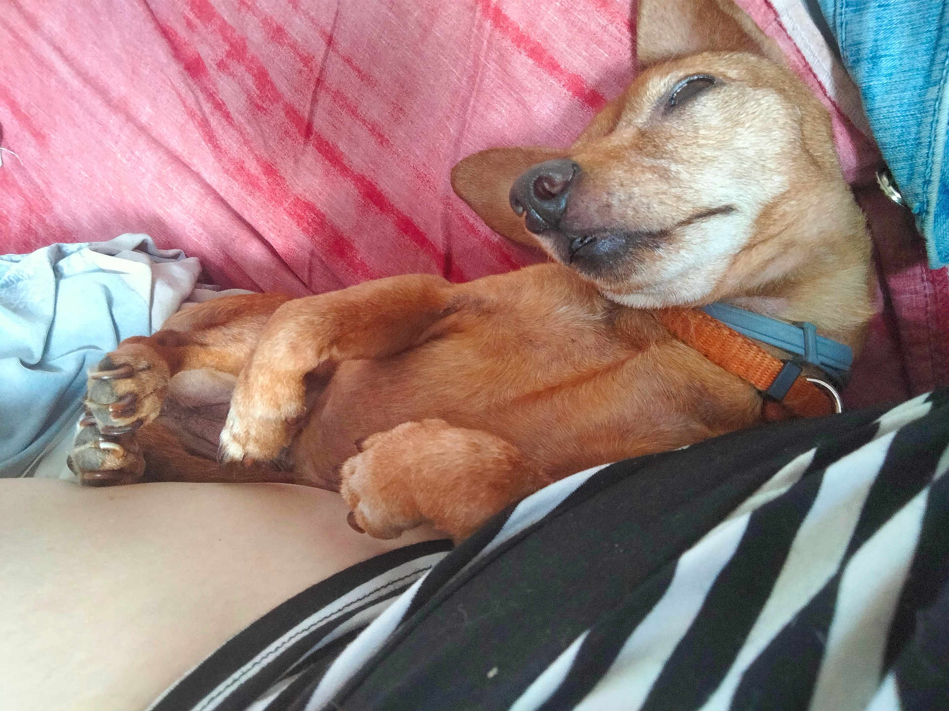 Marsanne a rejoint le concours — aidez-le/la à gagner de superbes lots ! blanket, brown_dog, canine, close_up, collar, couch, cozy, denim, dog, domestic_animal, fur, human, indoor, paw, pet, relaxed, resting, sleeping, small_dog, striped_clothing