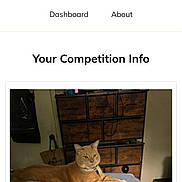 Prince joined the competition — help win amazing prizes! cat, orange_tabby, bed, blanket, sheet, furniture, dresser, indoor, relaxed, pet, animal, domestic, cozy, room, sleeping_area, collar, resting, household, wood, casual