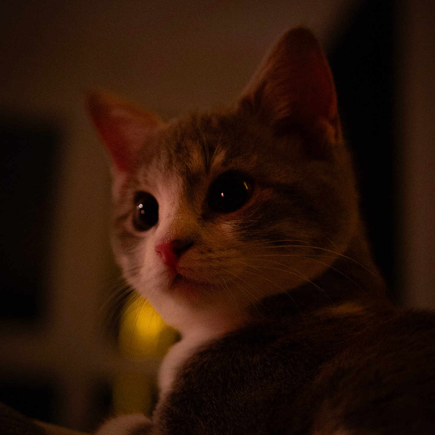 élanor a rejoint le concours — aidez-le/la à gagner de superbes lots ! abyssinian, animal, cat, hardwood, kitten, manx, pet, siamese, wood