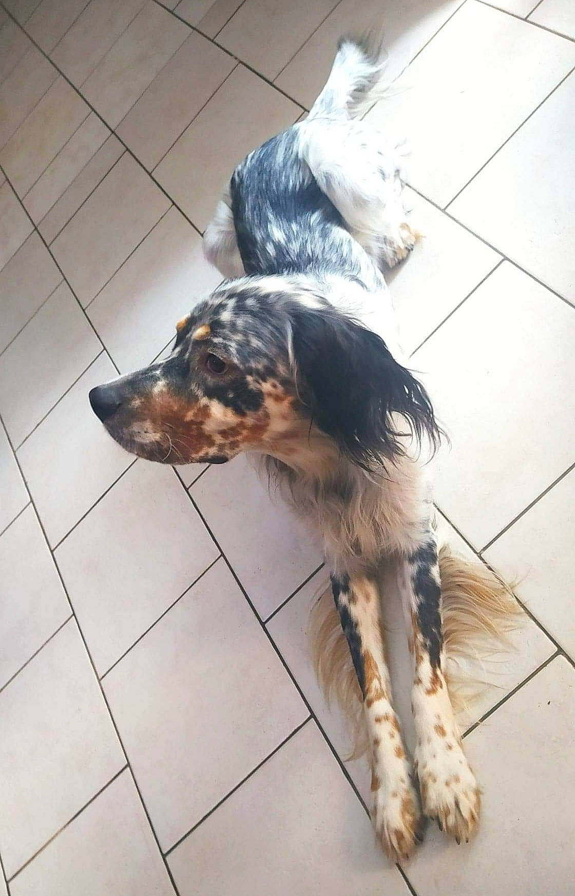 Subaru participe au concours pour gagner de l'argent avec cette photo : canidae, carnivore, companion_dog, dog, dog_breed, floor, flooring, fur, herding_dog, sporting_group, tail, terrestrial_animal, tile, tile_flooring, working_animal, working_dog