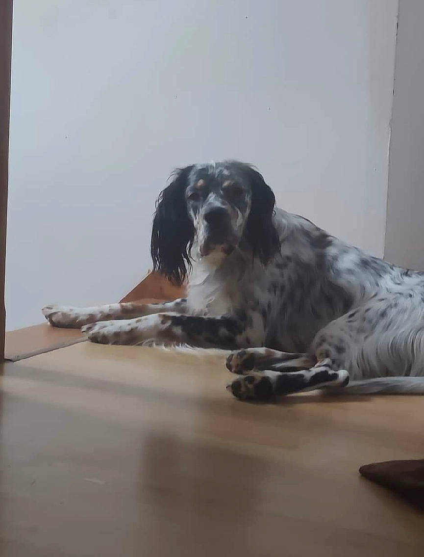 Subaru a rejoint le concours — aidez-le/la à gagner de superbes lots ! bored, carnivore, comfort, companion_dog, desk, dog, dog_breed, floor, flooring, grey, gun_dog, hardwood, room, snout, sporting_group, table, terrestrial_animal, whiskers, wood, working_dog