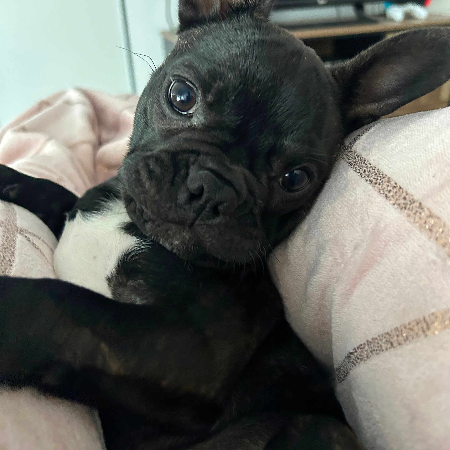 Naya a rejoint le concours — aidez-le/la à gagner de superbes lots ! animal, boxer, bulldog, canine, computer, computerhardware, couch, dog, electronics, frenchbulldog, furniture, hardware, laptop, monitor, pc, pet, pitbull, pug, puppy, screen