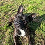 animal, brindle, canine, cute, daylight, dog, ears, expression, french_bulldog, grass, ground, looking_up, lying_down, muzzle, nature, outdoor, pet, portrait, shadow, sunlight