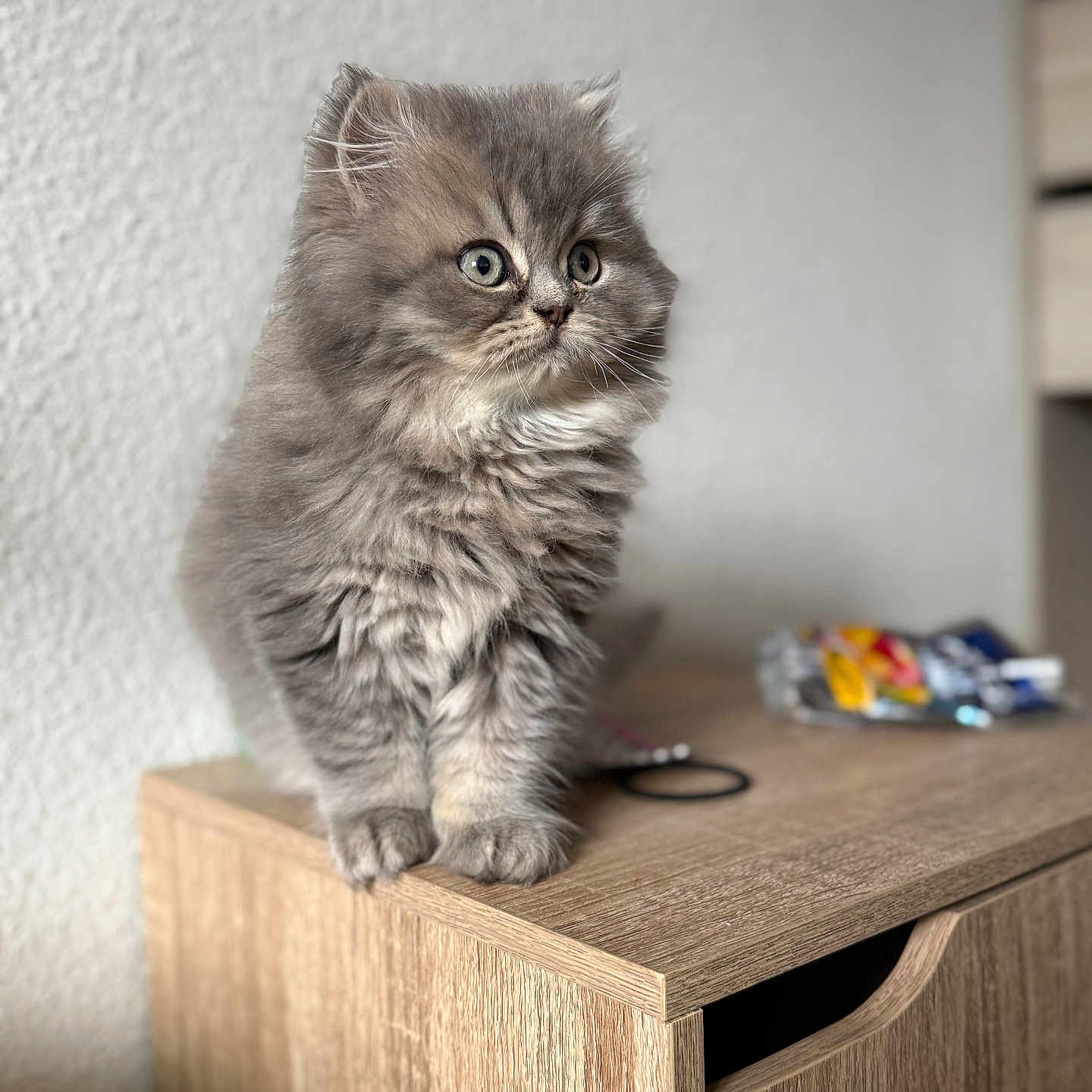 Winnie participe au concours pour gagner de l'argent avec cette photo : animal, cat, close_up, curious, cute, domestic_cat, feline, fluffy, furniture, gray_fur, indoor, kitten, pet, portrait, sitting, small, soft_light, whiskers, wooden_cabinet, young