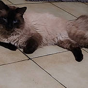 Thea participe au concours pour gagner de l'argent avec cette photo : cat, siamese, fluffy, blue_eyes, floor, tile, indoor, pet, feline, relaxed, resting, animal, whiskers, paws, fur, domestic, mammal, cute, laying, calm