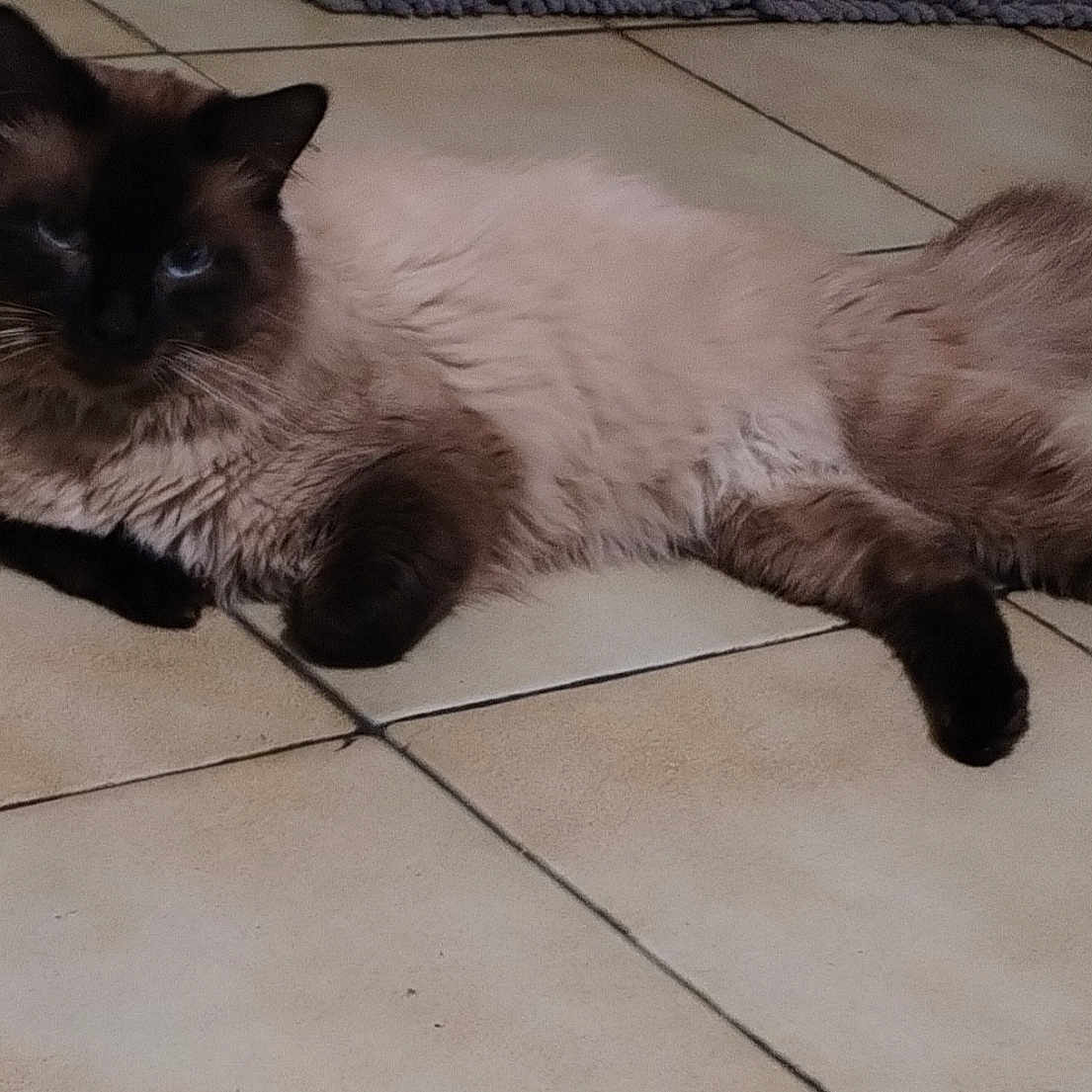 Thea participe au concours pour gagner de l'argent avec cette photo : cat, siamese, fluffy, blue_eyes, floor, tile, indoor, pet, feline, relaxed, resting, animal, whiskers, paws, fur, domestic, mammal, cute, laying, calm