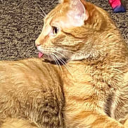 Duke joined the competition — help win amazing prizes! animal, carpet, cat, close_up, cute, domestic_cat, ears, feline, fur, indoor, lying_down, mammal, orange_tabby, pet, playful, relaxed, side_view, striped, tongue, whiskers