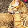 animal, carpet, cat, close_up, cute, domestic_cat, ears, feline, fur, indoor, lying_down, mammal, orange_tabby, pet, playful, relaxed, side_view, striped, tongue, whiskers