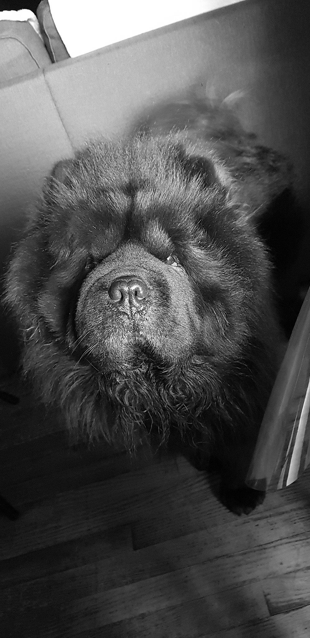 Louka participe au concours pour gagner de l'argent avec cette photo : black_and_white, canidae, carnivore, caucasian_shepherd_dog, chow_chow, companion_dog, dog, dog_breed, fur, monochrome, newfoundland, non_sporting_group, nose, snout, sporting_group