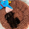 puppies, dogs, sleeping, black_fur, pet_bed, shaggy_bed, stuffed_animal, elephant_toy, brown, blue, indoors, cozy, cuddling, resting, small_dogs, fluffy, cute, home, floor, nap