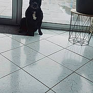 Tyson a rejoint le concours — aidez-le/la à gagner de superbes lots ! dog, black_dog, indoor, glass_door, tiled_floor, backyard, rainy, trampoline, shed, plant, pot, table, reflection, furniture, window, grass, house, door, pet, animal