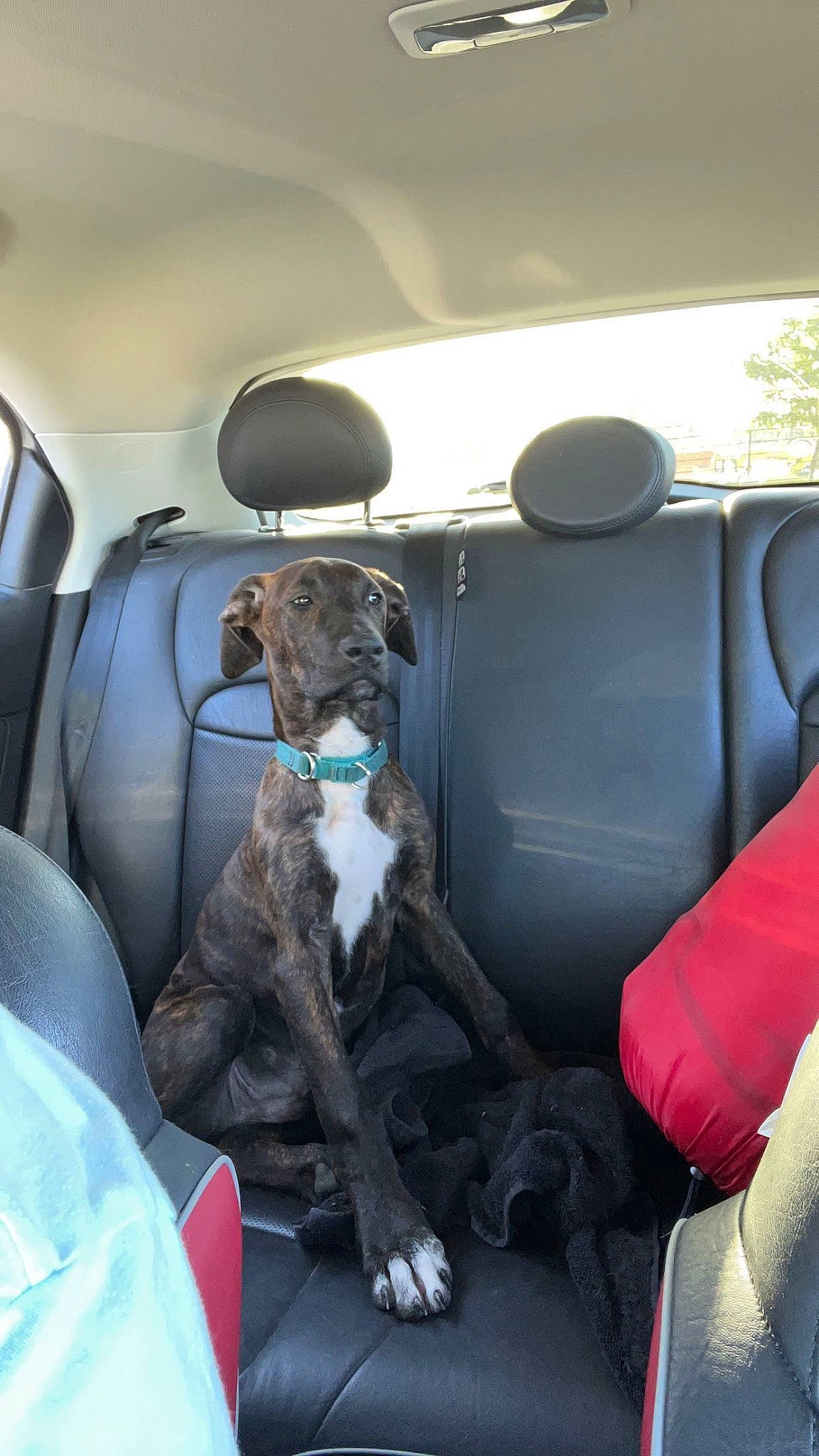 Major is registered to the contest to win money with this photo: auto_part, automotive_exterior, automotive_mirror, car, car_seat, car_seat_cover, carnivore, companion_dog, dog, dog_breed, family_car, fender, head_restraint, luxury_vehicle, motor_vehicle, sporting_group, steering_wheel, vehicle, vehicle_door, window