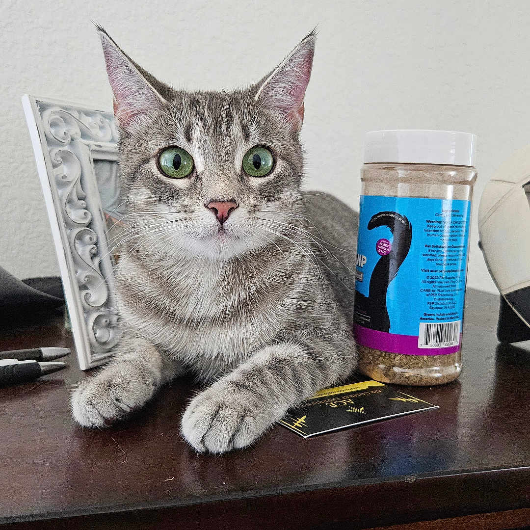 Grabiela is registered to the contest to win money with this photo: animal, ball, can, cat, football, furniture, jar, kitten, manx, pen, pet, rugby, rugbyball, soccer, soccerball, sphere, sport, table, tin, wood