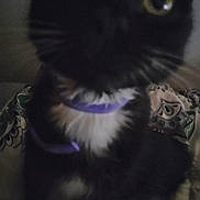 Kitty is registered to the contest to win money with this photo: animal, bed, black_cat, blurry, cat, close_range, close_up, collar, curious, cute, domestic_cat, feline, indoor, patterned_blanket, pet, purple_collar, soft_fur, whiskers, white_fur, wide_eyes