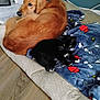 Kitty is registered to the contest to win money with this photo: animal, black_cat, blanket, cat, collar, companions, cozy, cushion, cute, dog, floor, furniture, golden_retriever, home, indoor, pet, relaxing, resting, snoopy, wood_floor