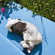 Sushi a rejoint le concours — aidez-le/la à gagner de superbes lots ! cat, fluffy, outdoor, sunlight, blue_surface, grass, flowers, pink_flowers, relaxing, pet, animal, nature, playful, white_cat, grey_cat, shadow, summer, cute, sunny_day, resting