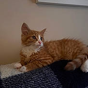 Maple joined the competition — help win amazing prizes! cat, kitten, orange_tabby, white_paws, feline, pet, animal, fur, whiskers, ears, tail, blanket, indoor, cozy, relaxed, cute, young, lying_down, curious, domestic_cat