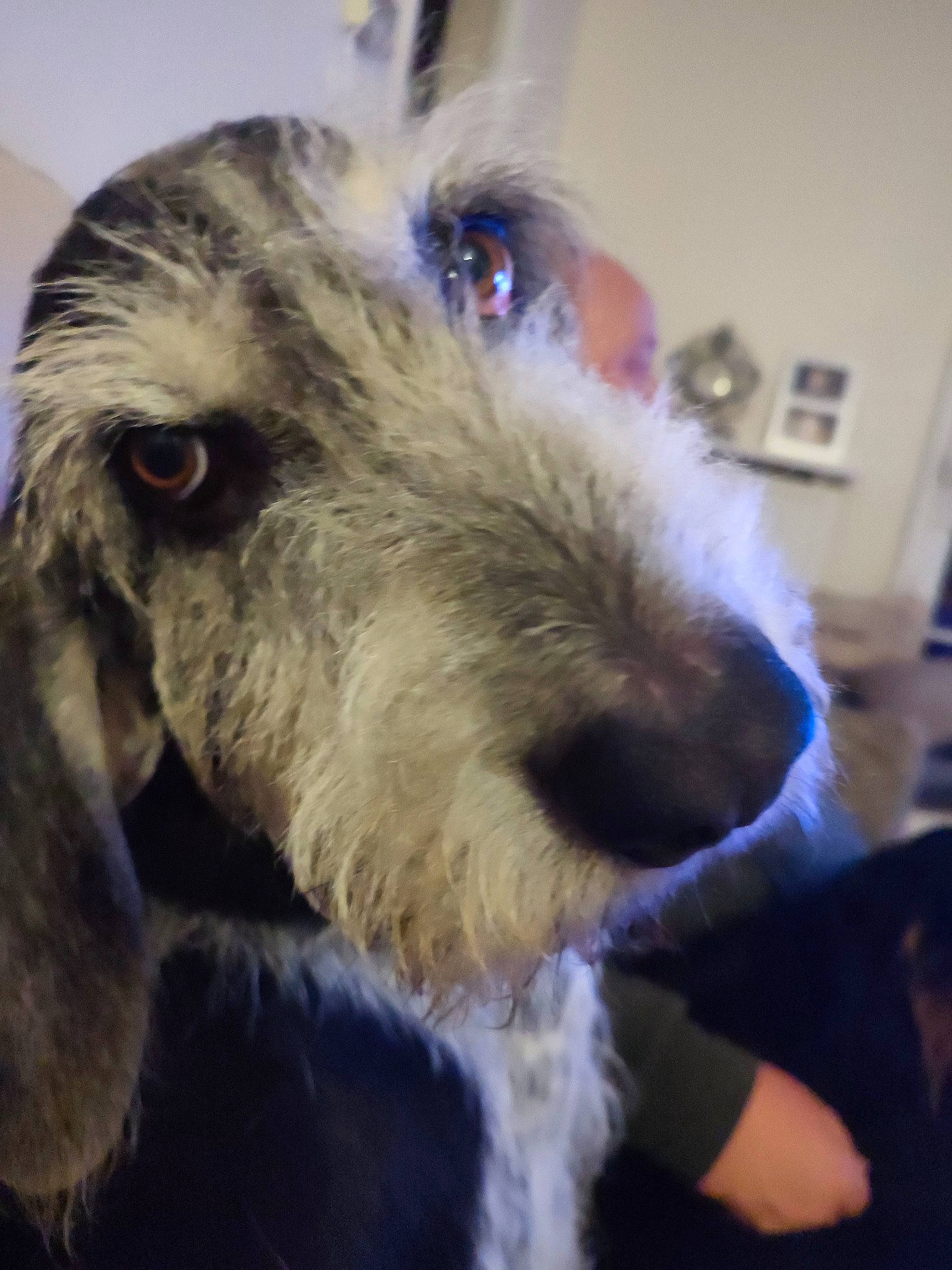 Duck a rejoint le concours — aidez-le/la à gagner de superbes lots ! canidae, carnivore, companion_dog, dog, dog_breed, ear, fur, livestock, mammal, picture_frame, schnauzer, small_terrier, snout, terrestrial_animal, terrier, toy_dog, vertebrate, welsh_terrier, whiskers, working_animal