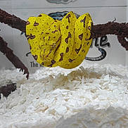 Mistique a rejoint le concours — aidez-le/la à gagner de superbes lots ! pest, spider, yellow