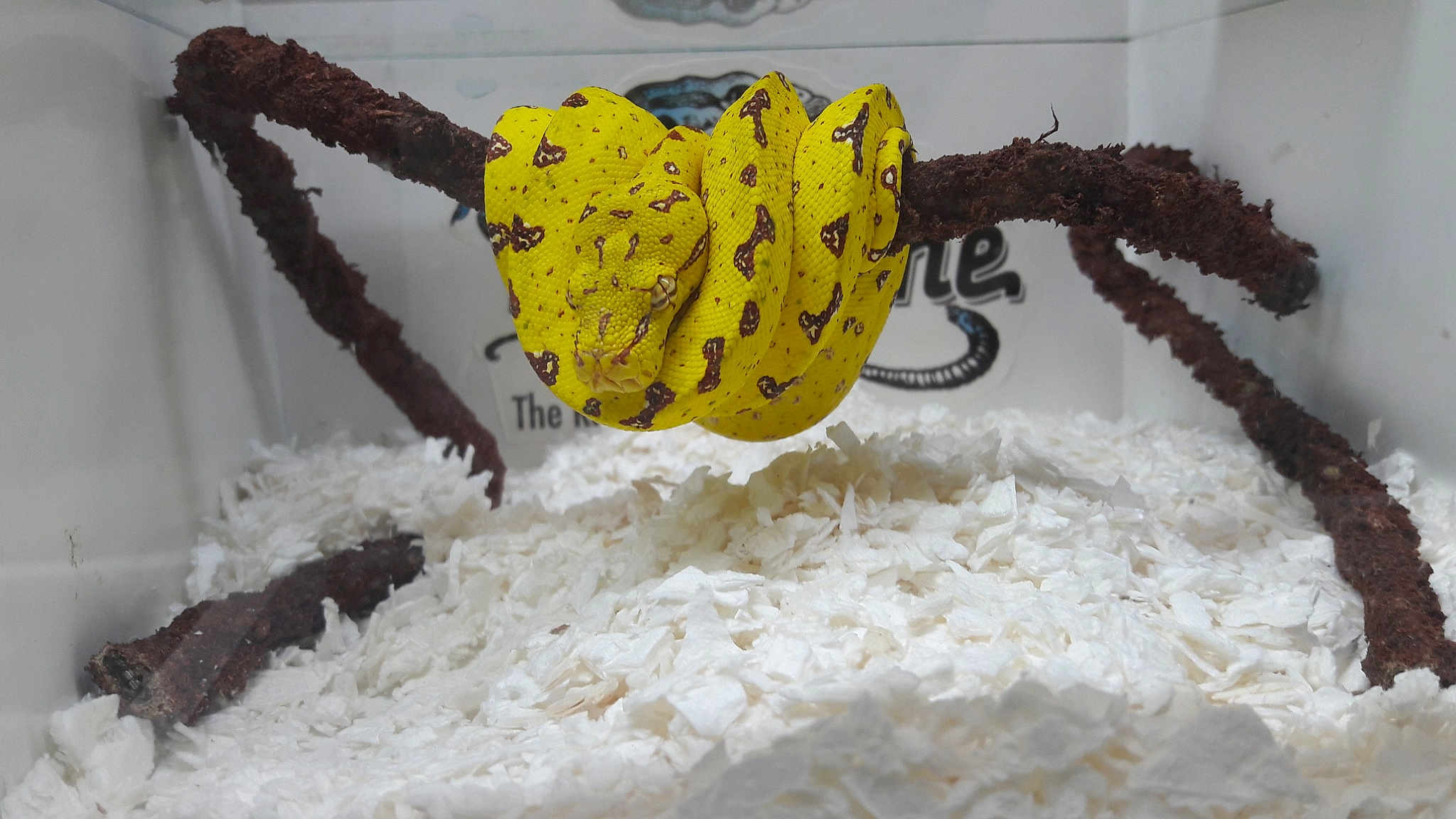 Mistique a rejoint le concours — aidez-le/la à gagner de superbes lots ! pest, spider, yellow