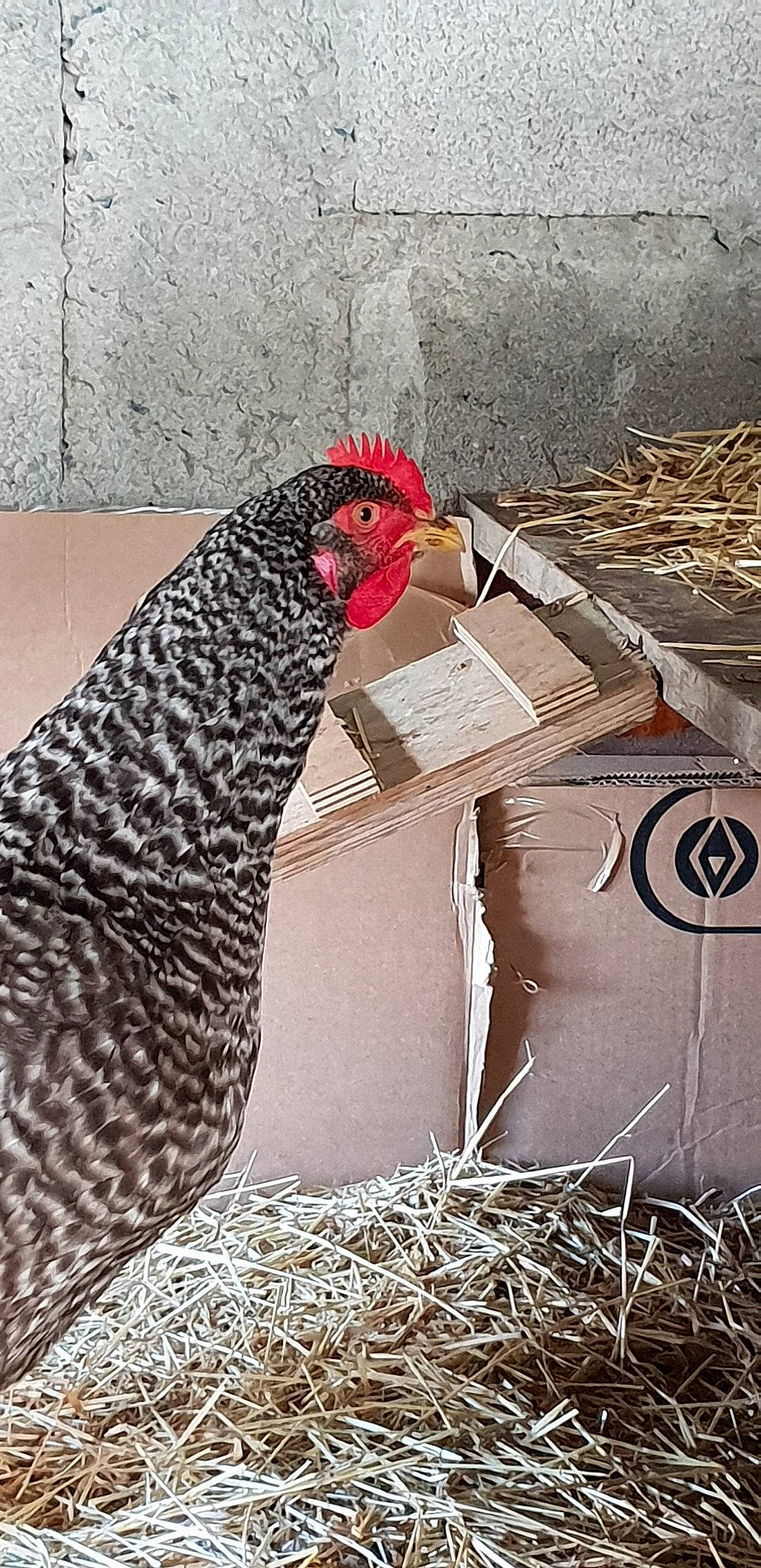 Chiken Et Nugget a rejoint le concours — aidez-le/la à gagner de superbes lots ! adaptation, beak, bird, chicken, comb, feather, fowl, galliformes, livestock, phasianidae, poultry, rooster