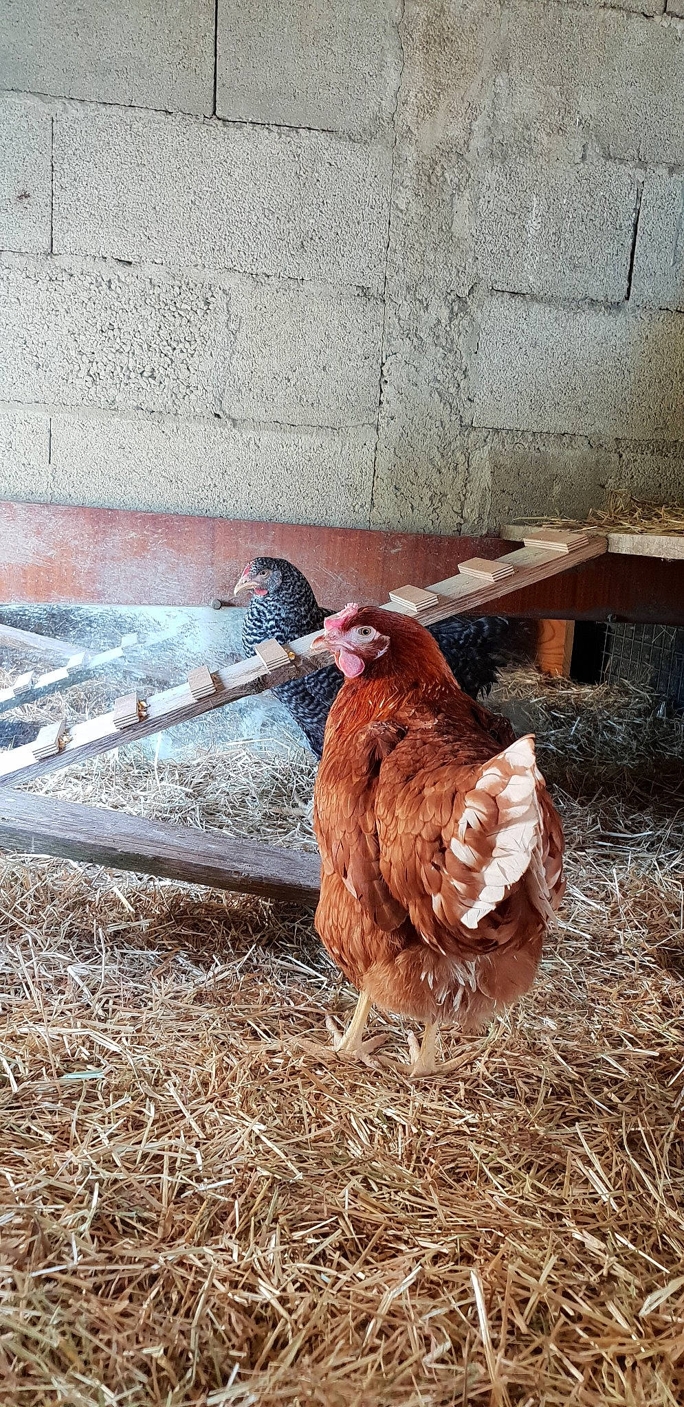 Chiken Et Nugget participe au concours pour gagner de l'argent avec cette photo : bird, bovine, chicken, chicken_coop, fowl, galliformes, livestock, phasianidae, poultry, rooster, straw, wood