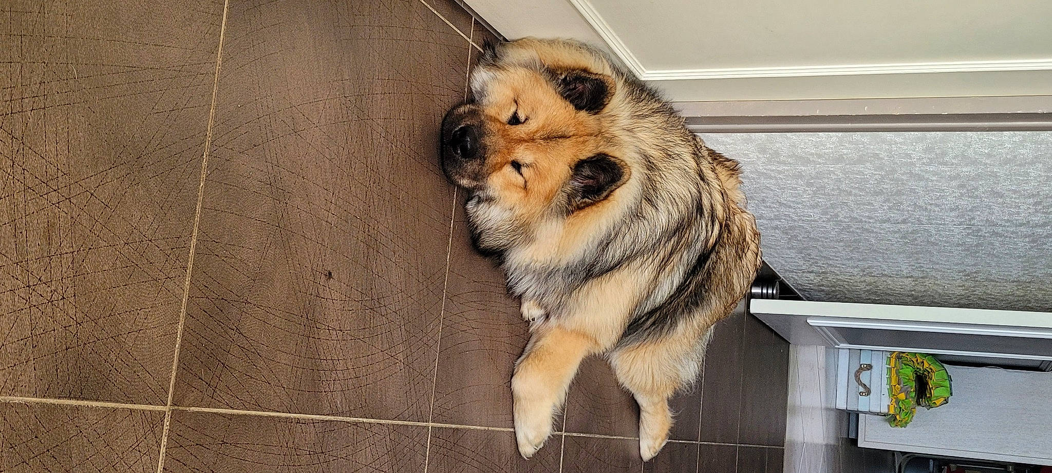 Rocky a rejoint le concours — aidez-le/la à gagner de superbes lots ! animal_shelter, canidae, carnivore, claw, companion_dog, dog_breed, eye, fawn, felidae, fence, flooring, fur, paw, small_to_medium_sized_cats, snout, sporting_group, tail, terrestrial_animal, whiskers, wood