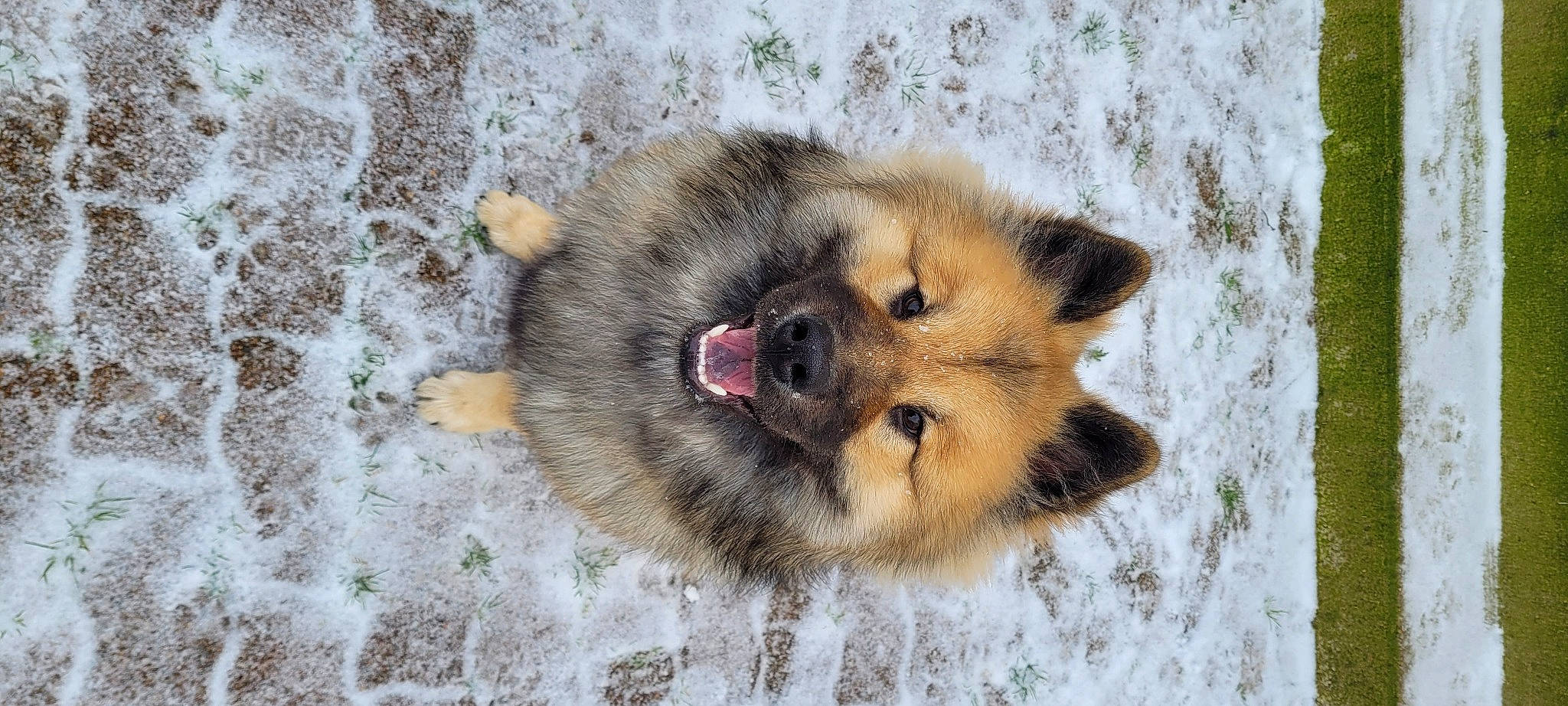 Rocky a rejoint le concours — aidez-le/la à gagner de superbes lots ! ancient_dog_breeds, canidae, canis, carnivore, companion_dog, dog, dog_breed, fawn, foot, fur, german_spitz_mittel, non_sporting_group, paw, snout, spitz, sporting_group, terrestrial_animal, whiskers, wildlife, working_dog